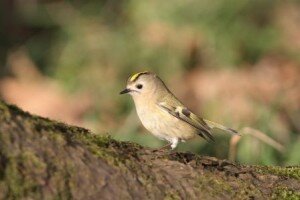 Goldcrest. Rob Brookes
